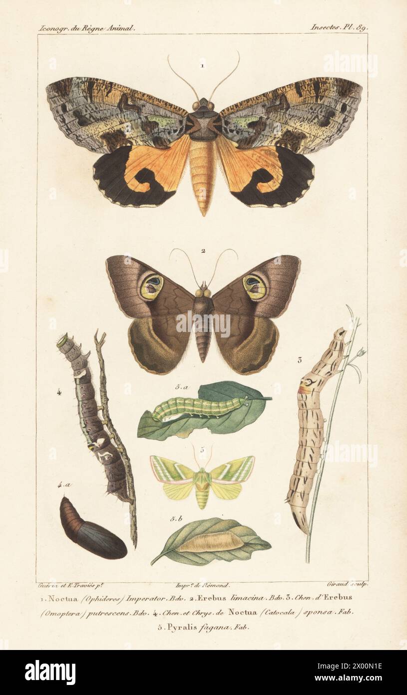Eudocima imperator moth 1, Cyligramma limacina moth 2, Erebus putrescens larva 3, dark crimson underwing larva and pupa, Catocala sponsa 4, and green silver-lines moth, larva and pupa,, Pseudoips prasinana 5. Handcoloured stipple copperplate engraving by Eugene Giraud after an illustration by Felix-Edouard Guérin-Méneville and Édouard Traviès from Guérin-Méneville’s Iconographie du règne animal de George Cuvier, Iconography of the Animal Kingdom by George Cuvier, J. B. Bailliere, Paris, 1829-1844. Stock Photo