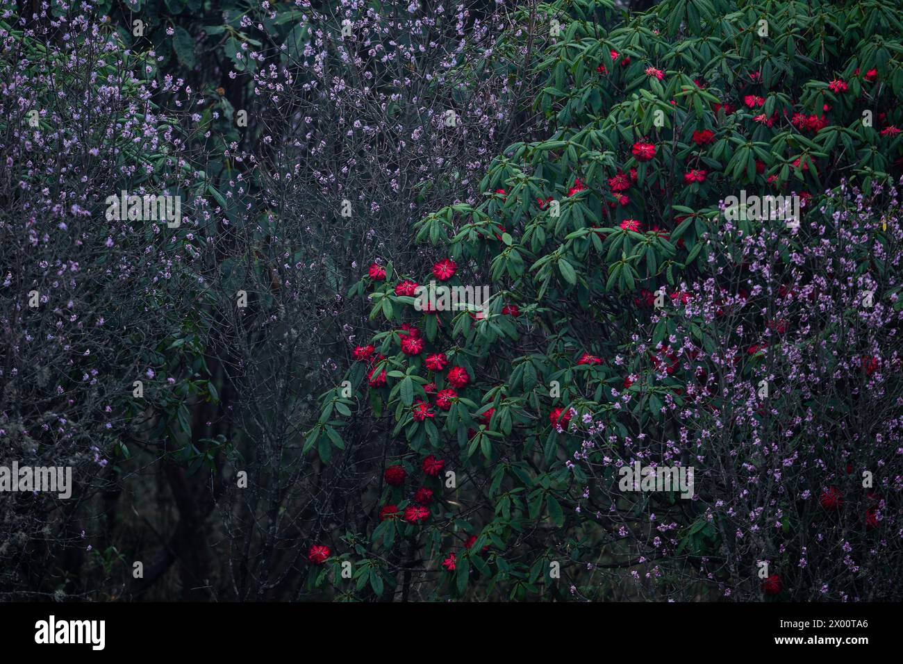 Naturally blooming rhododendron and daphne flowers in the forests of