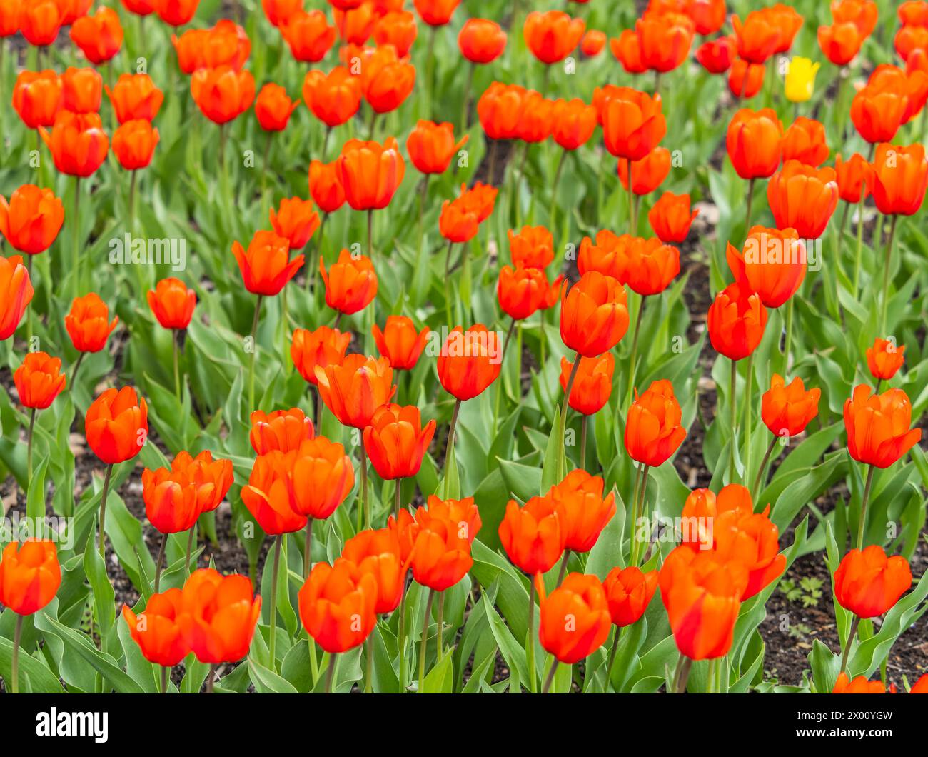 Springtime Tulips Red Colorful red tulips blossom in spring. Natural sprintime background ...