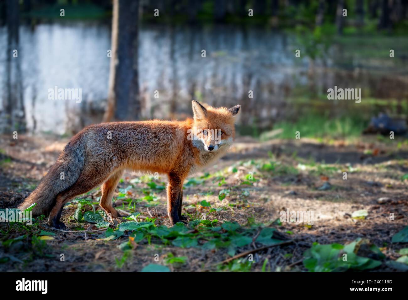 A red fox stands alert in a forest, next to a body of water. The foxs striking red fur stands out against the green foliage as it observes its surroun Stock Photo