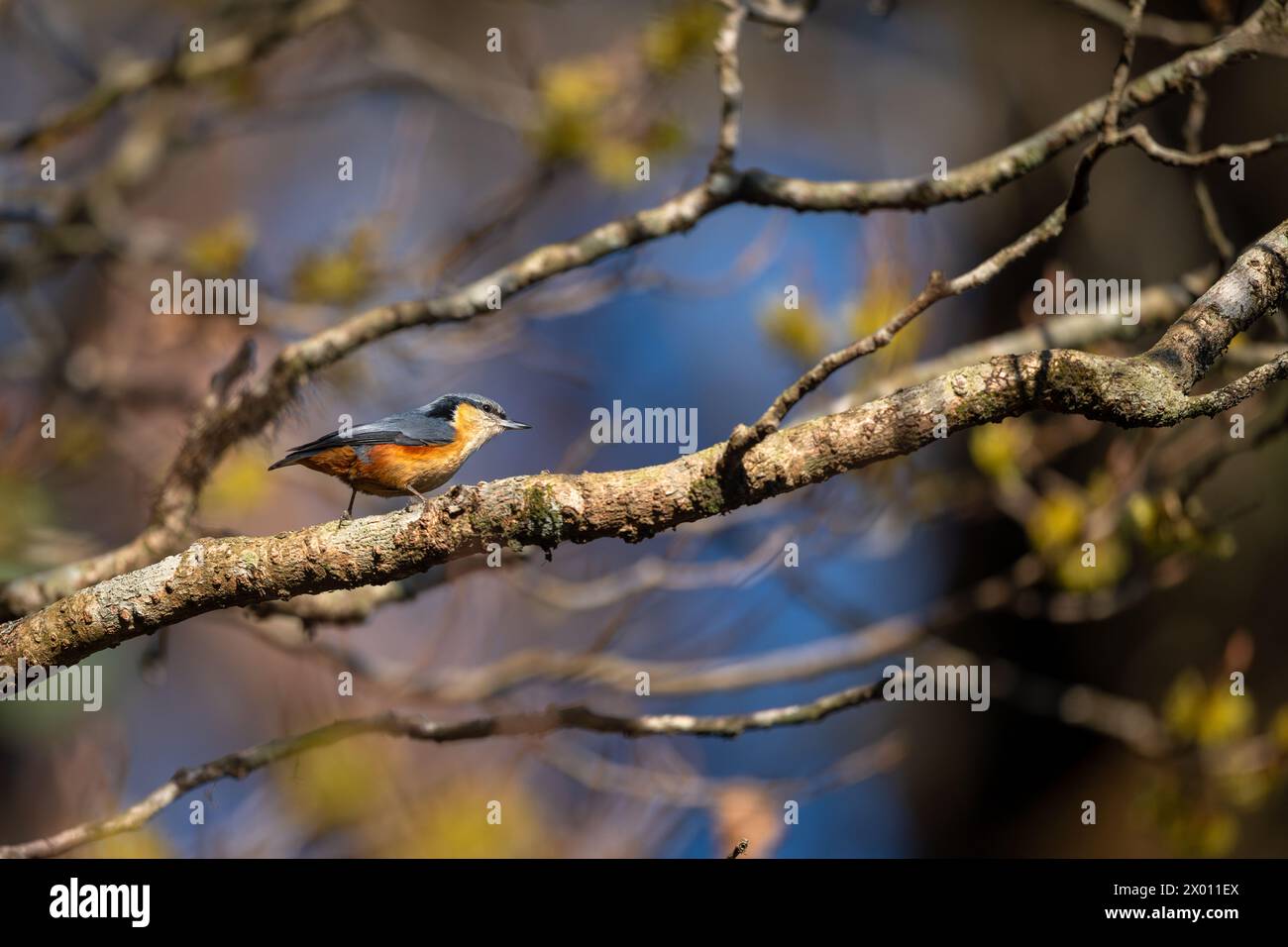 A white-tailed nuthatch(Sitta himalayensis) perched while foraging in the upper canopy as a part of a mixed flock at Himalayan forests of Singalila Stock Photo