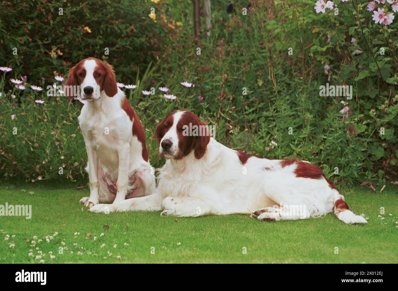 Irish Red and White Setter Dogs Layed in the Garden Stock Photo