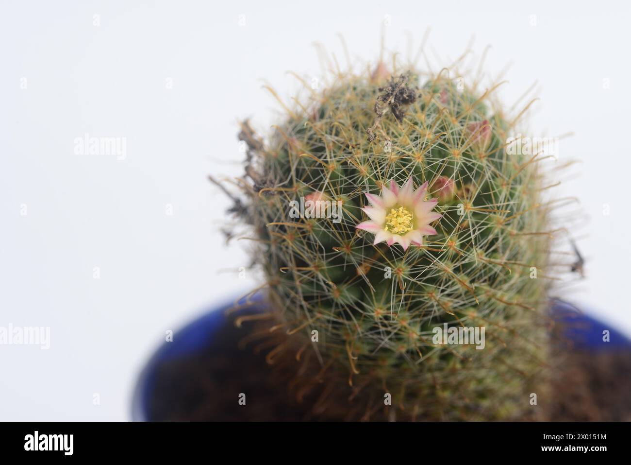 Blooming white pink flower of mammillaria peacock cactus on white background with copy space for text Stock Photo