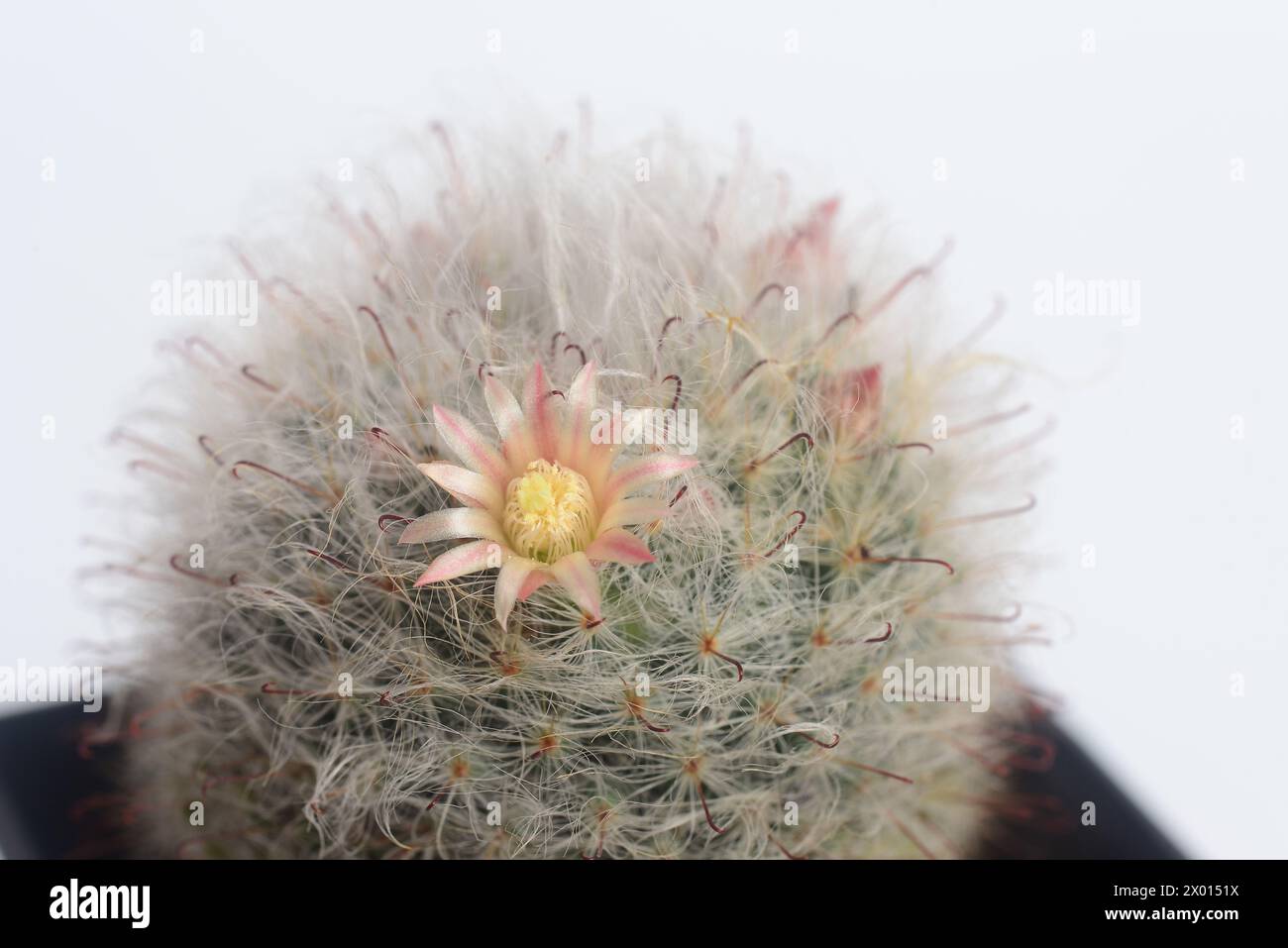 Mammillaria bocasana cv. multilanata is a selected cultivars densely covered by white woolly hairs similar to Mammillaria bocasana cv. It is commonly Stock Photo
