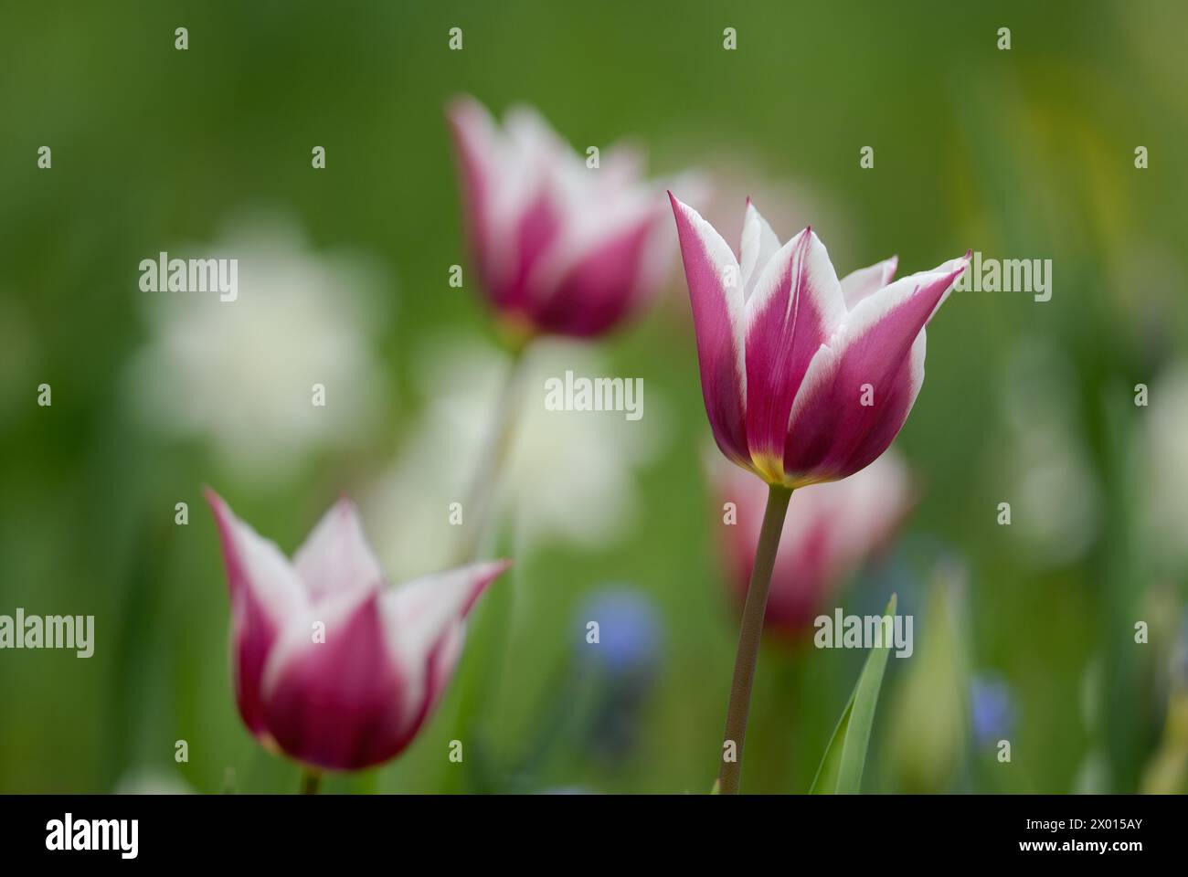 Tulips, Tulipa fosteriana, Claudia Lily flowering tulip flowers,close up. Park Dubnica nad Vahom, Slovakia Stock Photo