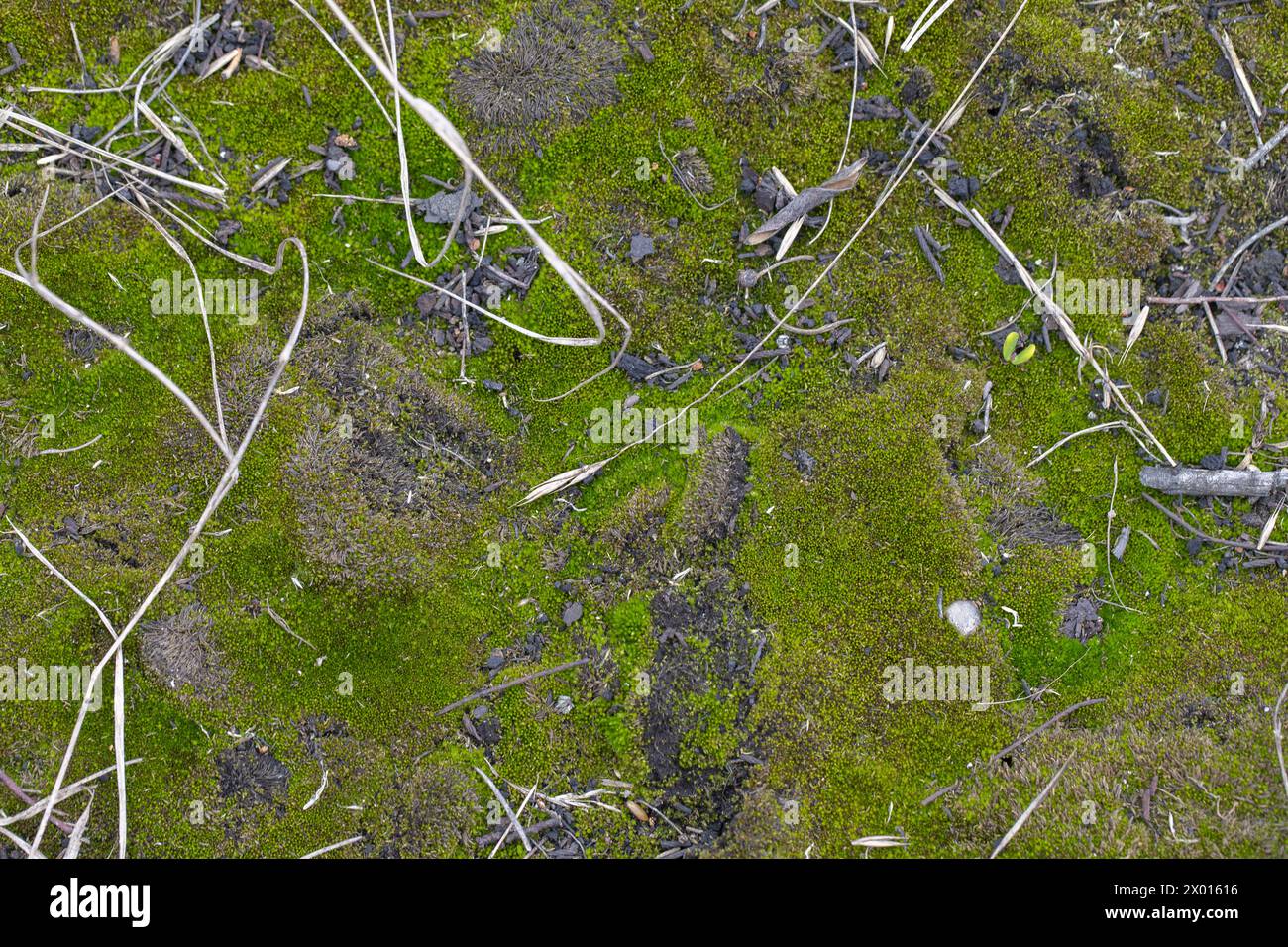 Forest moss texture with dry sticks and branches Stock Photo - Alamy