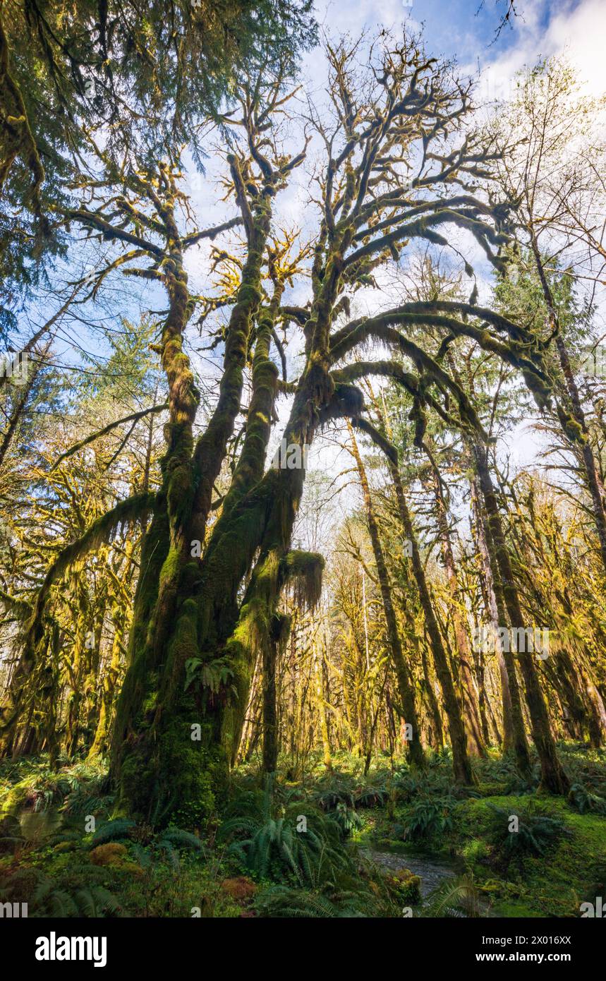 the-trail-around-the-moss-covered-quinault-rainforest-in-olympic