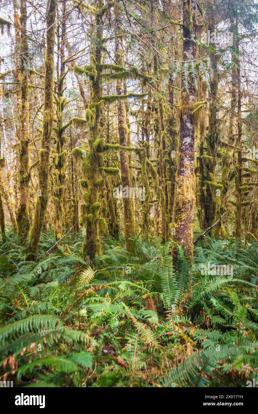 the-trail-around-the-moss-covered-quinault-rainforest-in-olympic