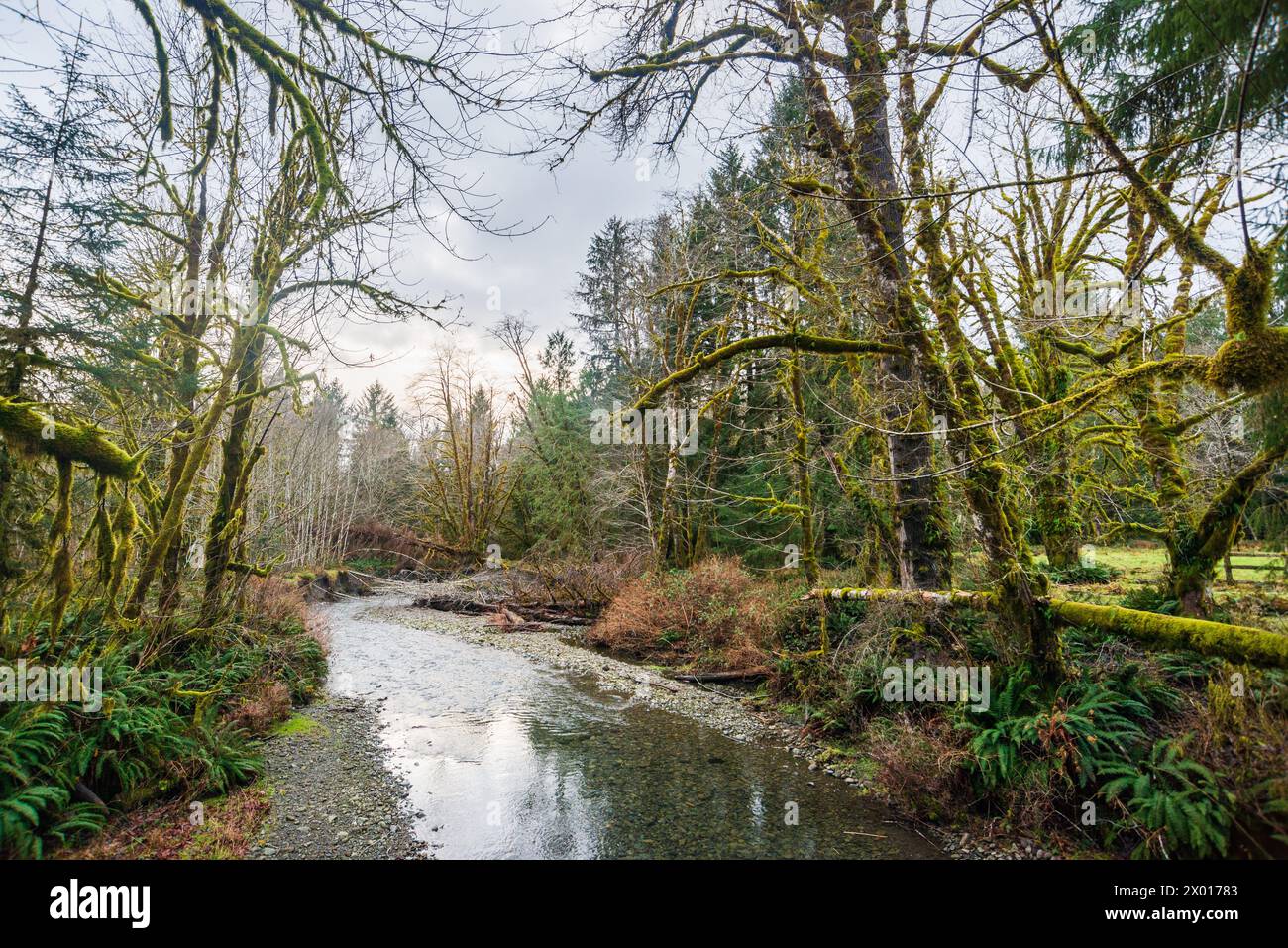 Stream Reflections In The Quinault Rain Forest At Olympic National Park stream-reflections-in-the-quinault-rain-forest-at-olympic-national-park