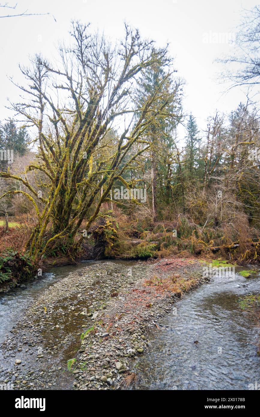 Stream reflections in the Quinault Rain Forest at Olympic National Park ...