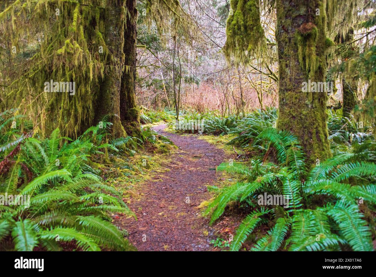 trail-through-the-mossy-quinault-rainforest-in-olympic-national-park