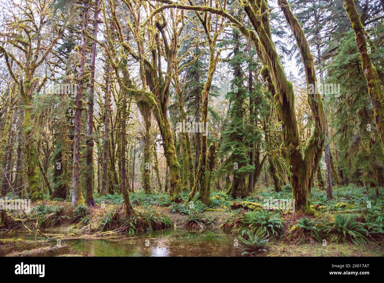 Stream Reflections In The Quinault Rain Forest At Olympic National Park stream-reflections-in-the-quinault-rain-forest-at-olympic-national-park