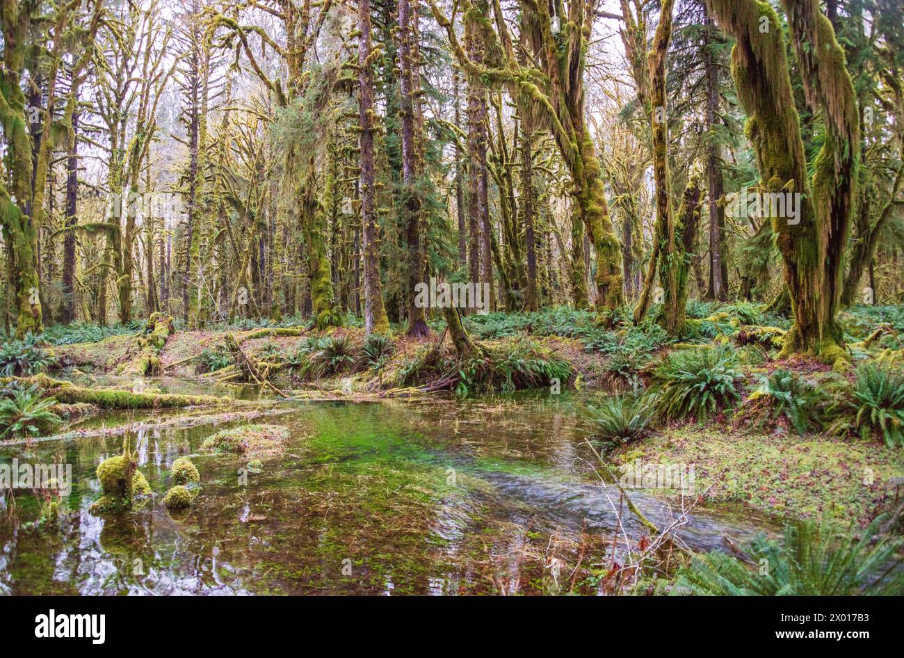 Stream reflections in the Quinault Rain Forest at Olympic National Park ...