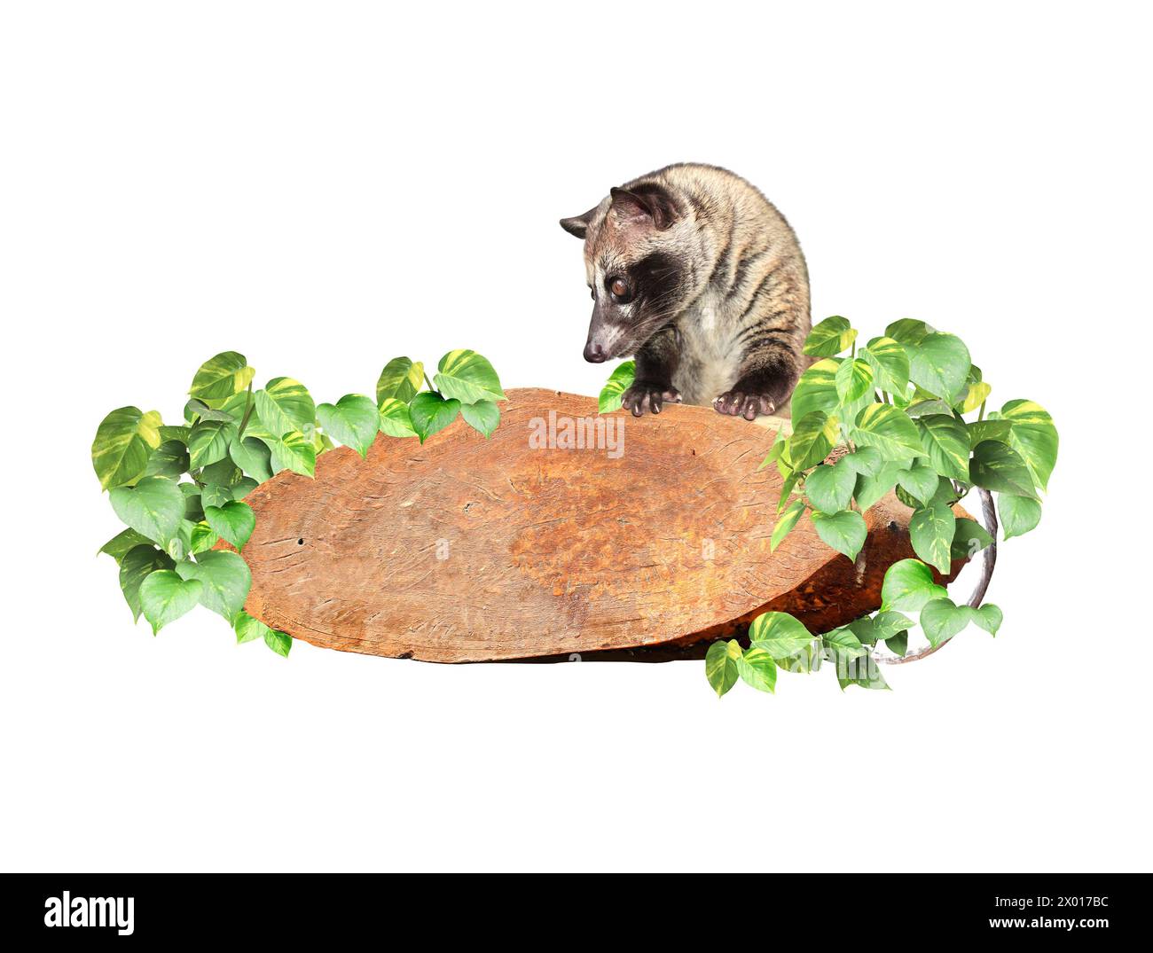 Vintage wooden board with liana branches, tropical leaves and Asian Palm Civet. Exotical decor with wood plank, jungle plants and Civet cat. Copy spac Stock Photo
