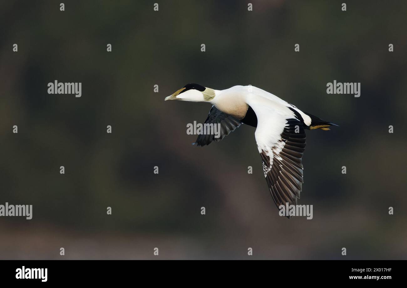 Common Eider duck in flight Stock Photo