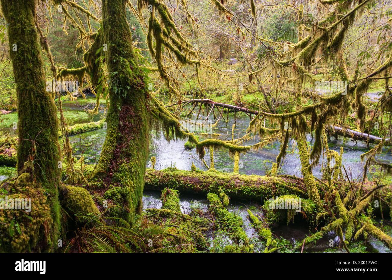 Hoh Rainforest Loop Trail In Olympic National Park At Olympic National 