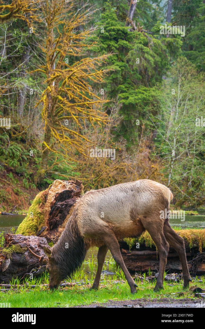 A Moose Eating Grass in the Hoh Rainforest in Olympic National Park, Washington State Stock Photo