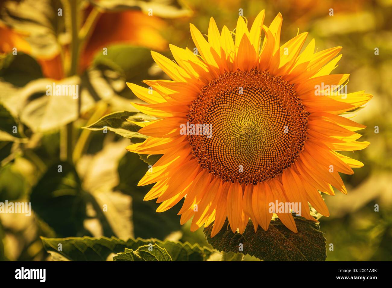 Beautiful flower head with unripe oily seeds of common sunflower on agricultural field, selective focus Stock Photo