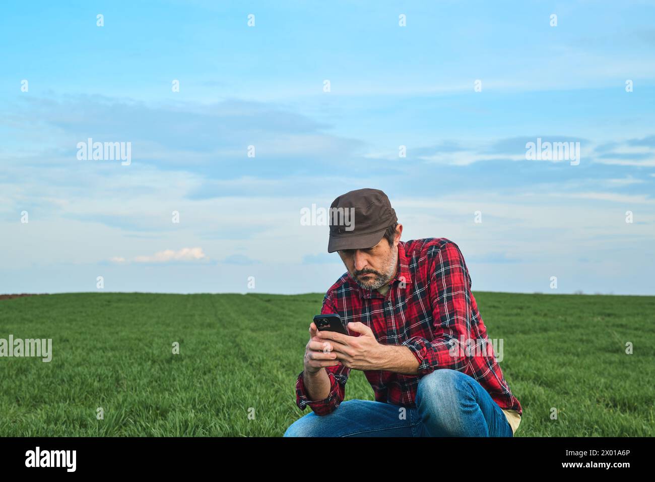 Smart farming, farm worker using smartphone in cultivated wheat field, selective focus Stock Photo