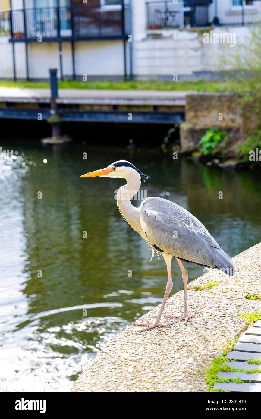 Heron at Johnson’s Lock on the Rengent's Canal, Mile End, London, England Stock Photo
