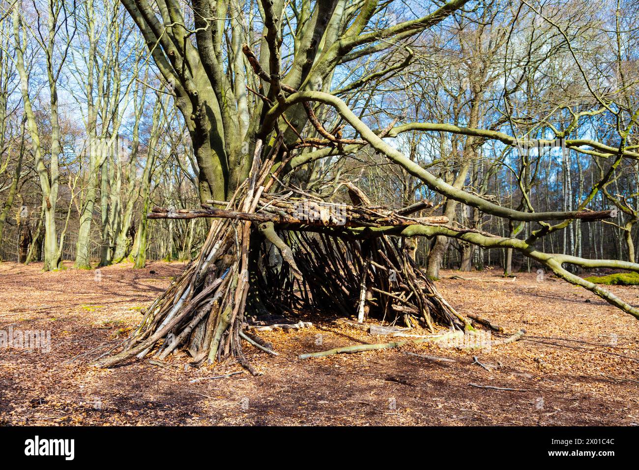 Survival shelter in the forest made of branches, Epping Forest, Essex, England Stock Photo