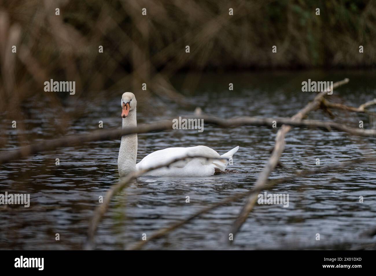 Swan swimming in a pond Stock Photo