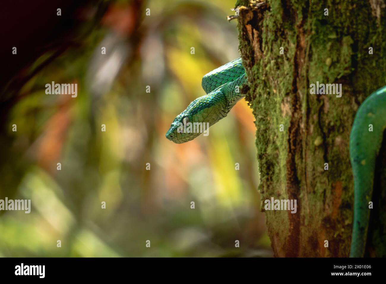 Snake wrapped on a tree in Arenal, Costa Rica Stock Photo