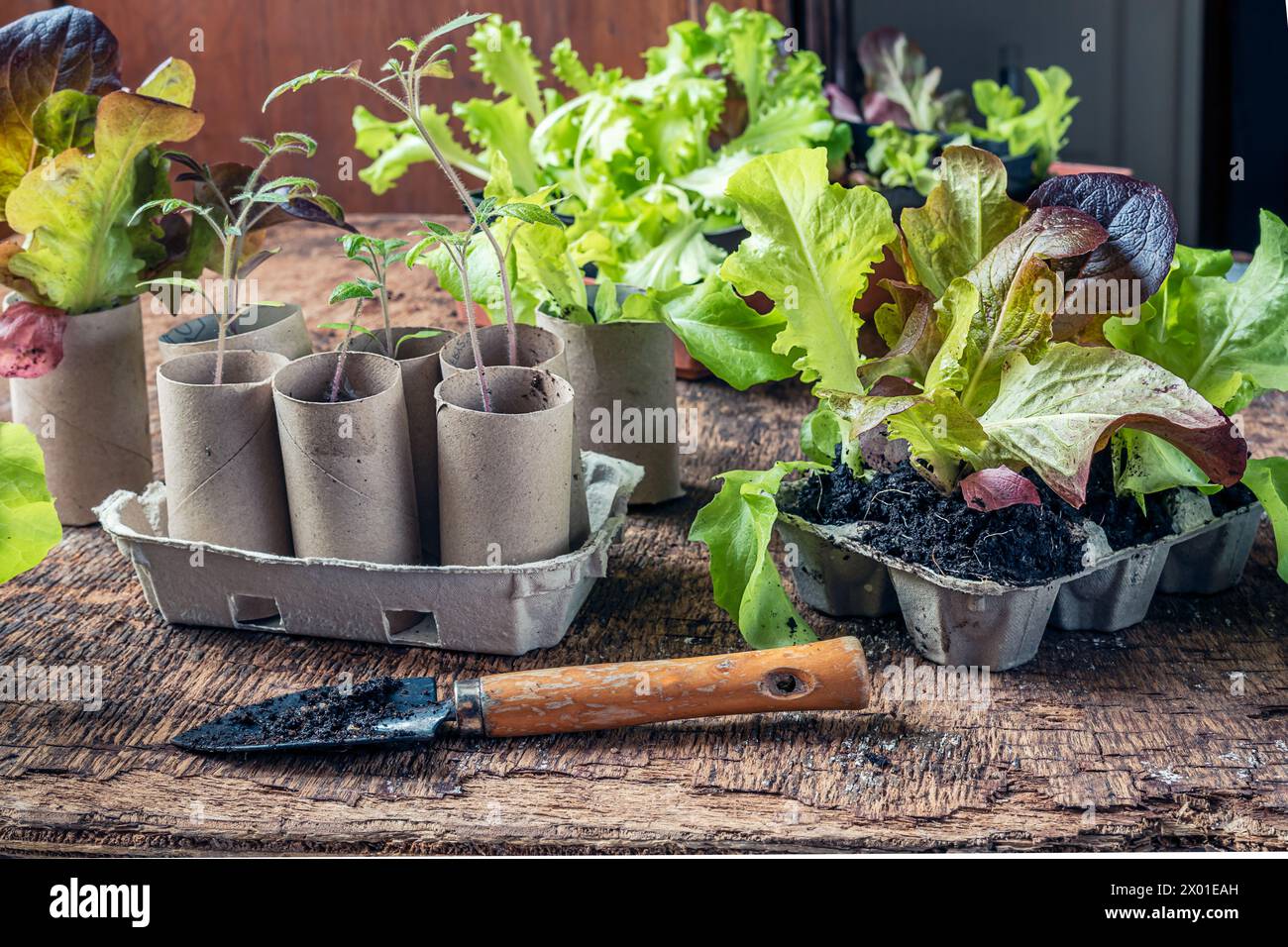 Seedlings in biodegradable pots made of toilet roll inner tubes and reused egg boxes, environmentally friendly living and plastic free Stock Photo