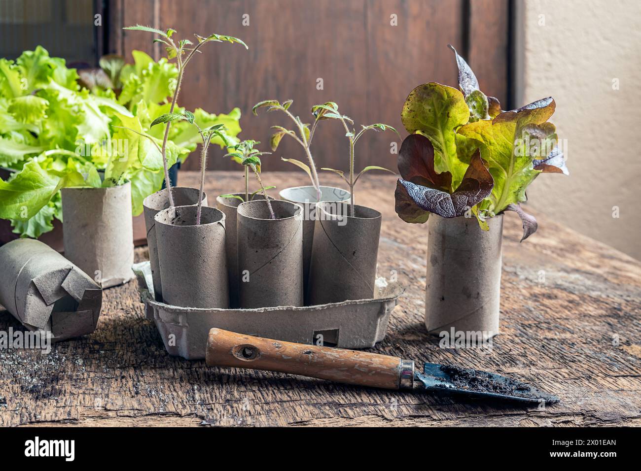 Tomate and salad seedlings in cardboard toilet roll inner tubes, sustainable home gardening concept Stock Photo