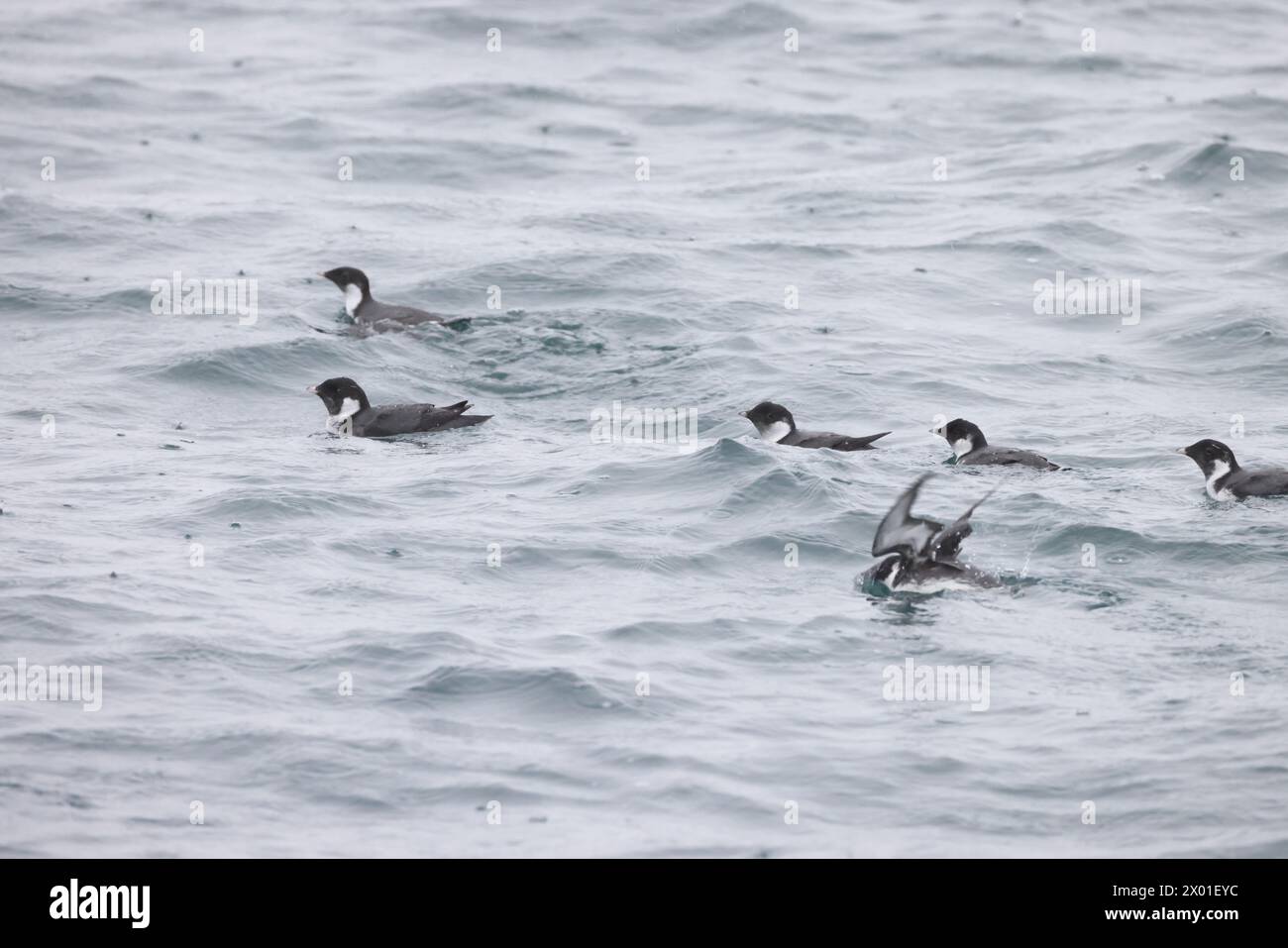 The ancient murrelet (Synthliboramphus antiquus) is a bird in the auk