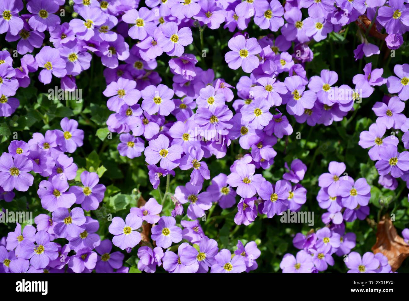 Beautiful Bank of Purple Garden Aubrietia (Aubrieta Deltoidea) Stock Photo