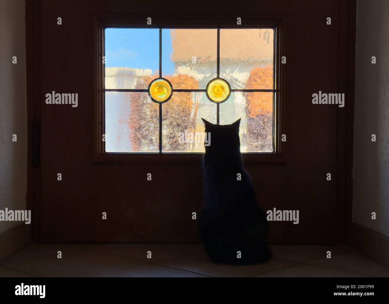 Cat waits for its owner at a front door on Mar 11, 2024 in