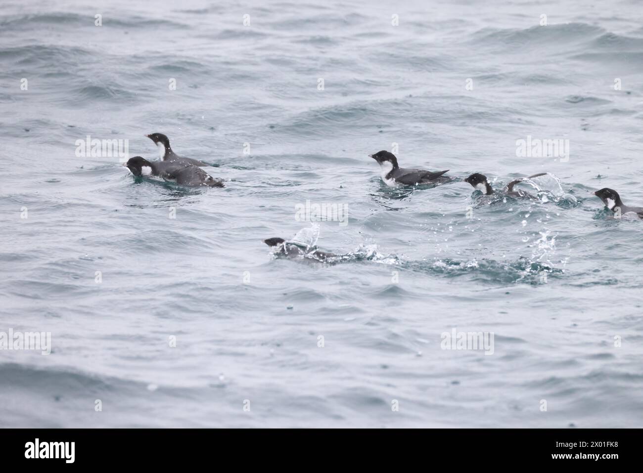 The ancient murrelet (Synthliboramphus antiquus) is a bird in the auk ...