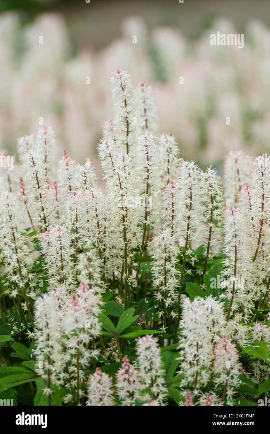 Tiarella Spring Symphony, foam flower Spring Symphony, spires small, starry, creamy-white flowers open from pale pink buds Stock Photo