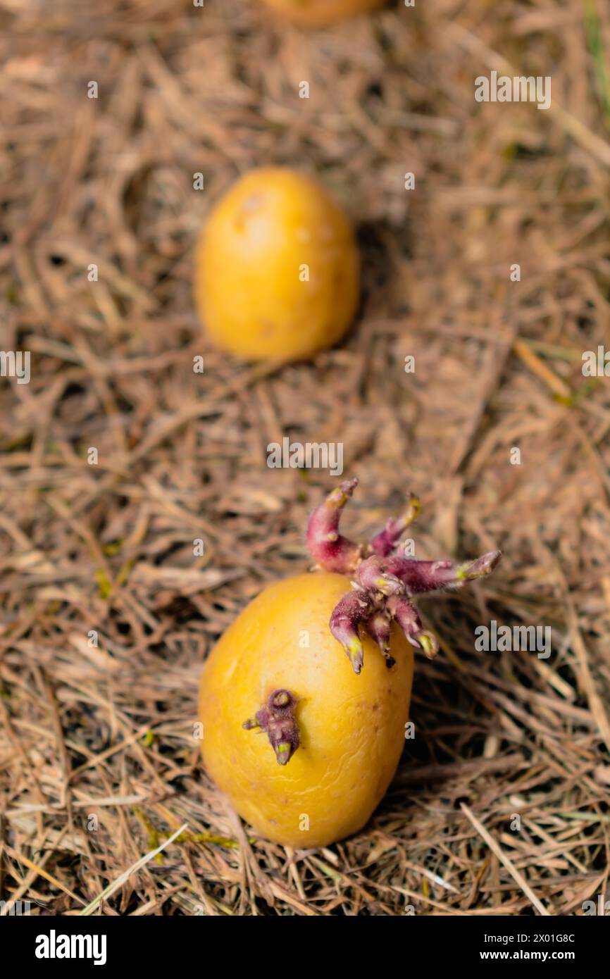 Sowing potatoes on the ground on mulch, tuber germinating, solanum tuberosum Stock Photo