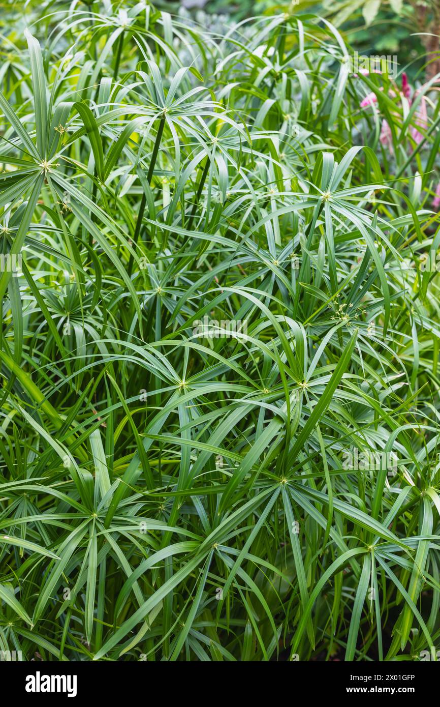 Cyperus alternifolius (Umbrella Grass / Sedge / Plant) Stock Photo