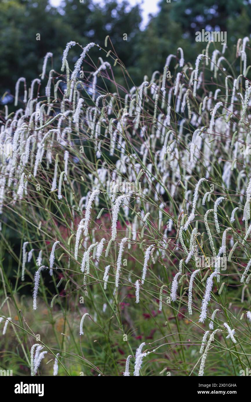 Sanguisorba tenuifolia 'The Invisible' (Japanese burnet, Silver-leaved burnet) Stock Photo
