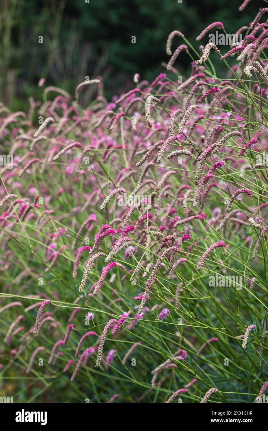 Sanguisorba 'Misbourne Pink' (burnet) in full flower Stock Photo