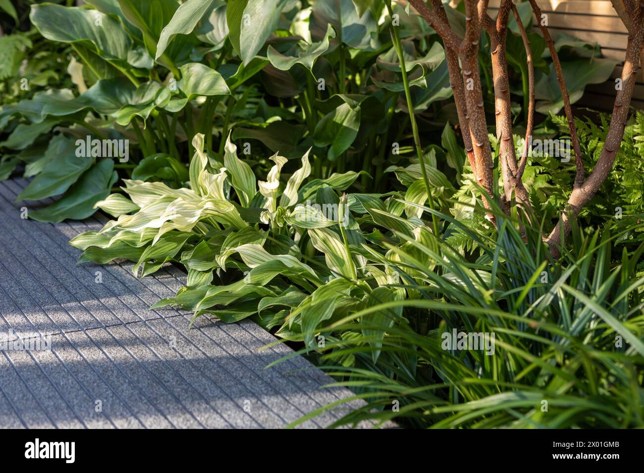 English tropical planting scheme. Hosta 'White Feather', Zantedeschia, Carex, foliage plants / planting, leafy planting combination edging a path Stock Photo