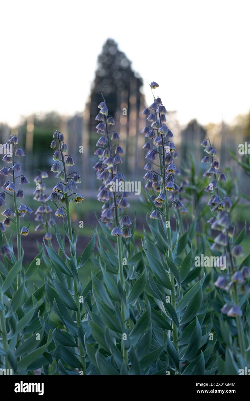 Planting group of Fritillaria persica 'Green Dreams' (Persian lily 'Green Dreams') in low light / dusk Stock Photo