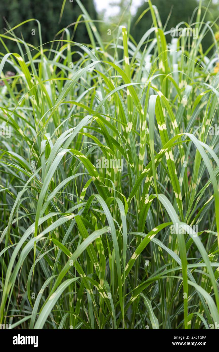 Miscanthus sinensis 'Zebrinus' (zebra grass) Stock Photo