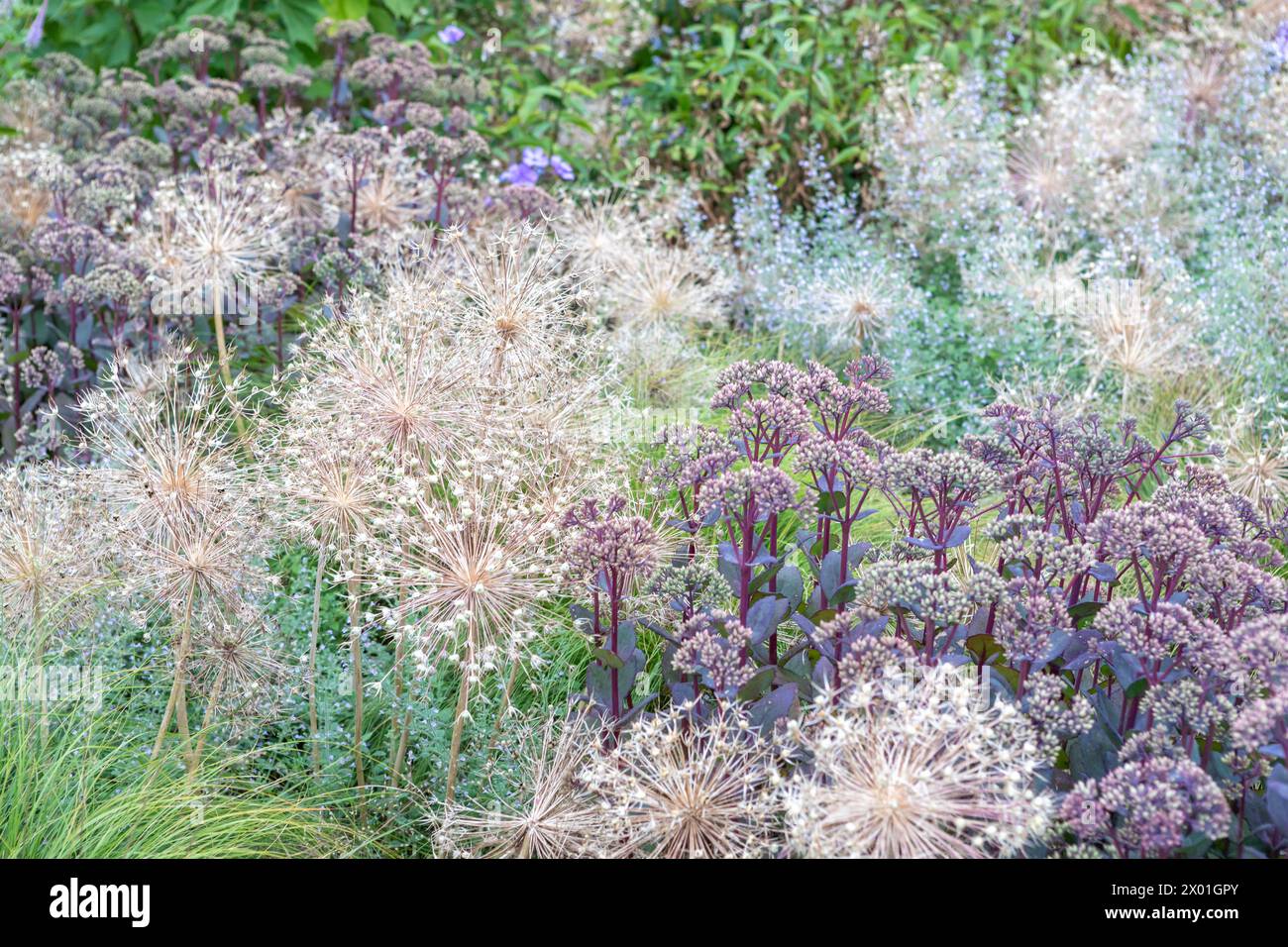 Allium cristophii / Allium christophii (star of Persia) seedheads with Hylotelephium 'Matrona' (sedum / stonecrop) in a flower bed / border scheme Stock Photo