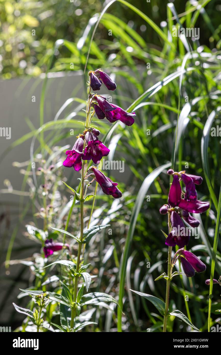 Penstemon 'Raven' (Bird Series) deep purple, bell-shaped flowers in a garden border, catching the light Stock Photo