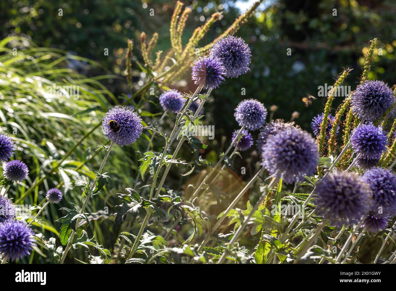Echinops ritro 'Veitch's Blue' (globe thistle) blue spherical flowerheads in a garden herbaceous border Stock Photo