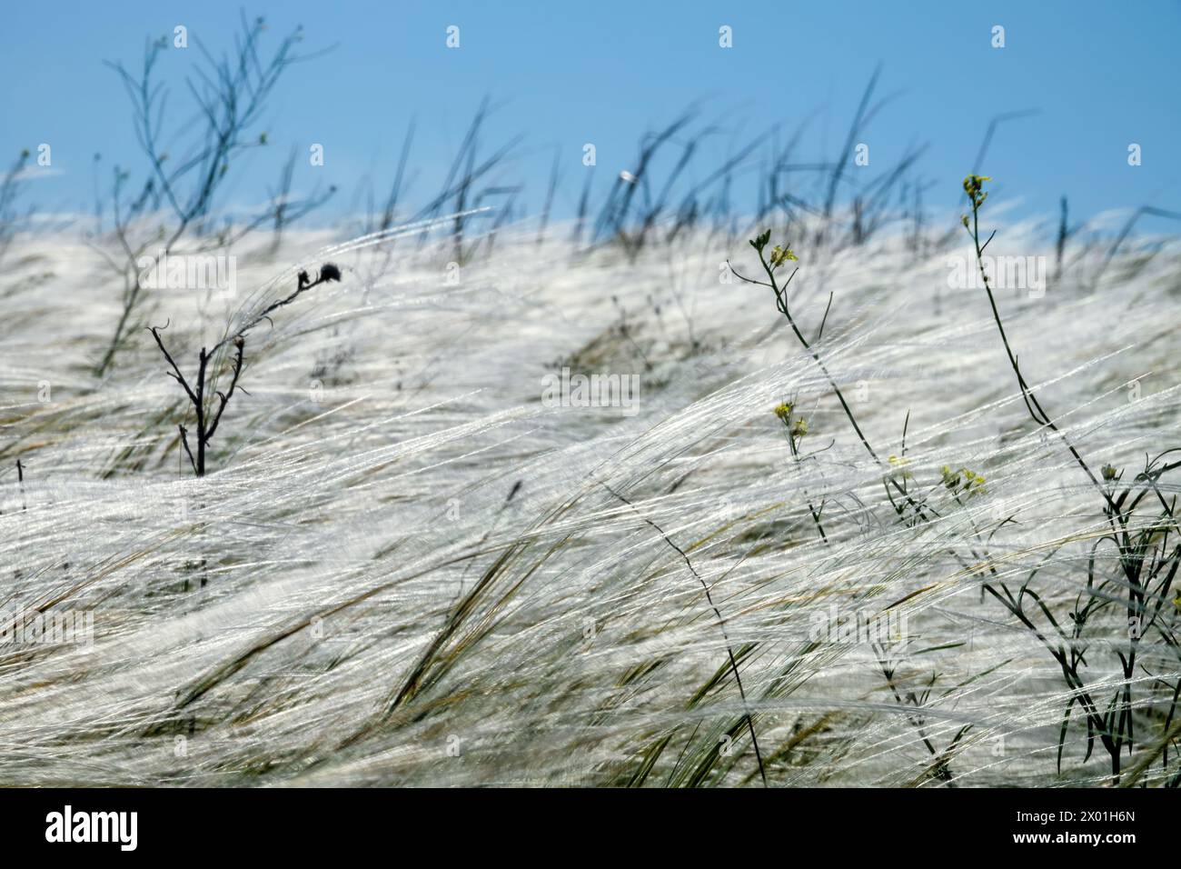 A plot of dry steppe. Needle grass (Stipa lessingiana) or Stipa pontica or Stipa ucrainica. Kerch Peninsula, Crimea Stock Photo
