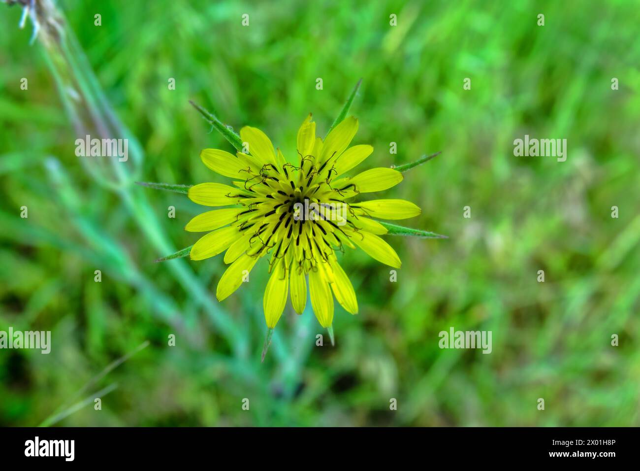 Sea coast steppe, vegetated dune. Arabatskaya strelka. Cereals, dwarf dandelion (Tragopogon majus) prevail. The Sea of Azov. Stock Photo