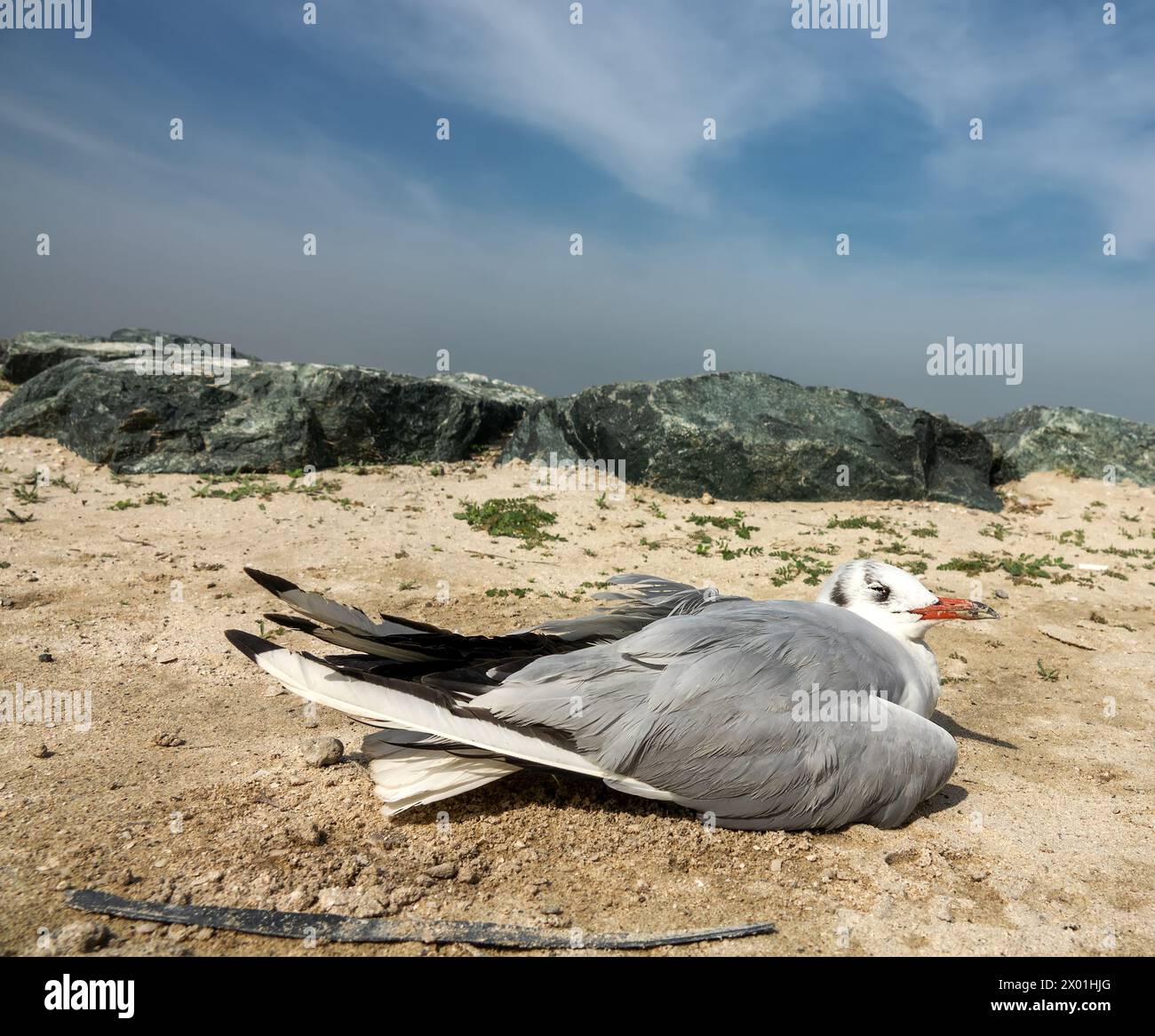 Wintering seagull dies on the shores of the Persian Gulf. Surf foam and sand cover the feathers Stock Photo