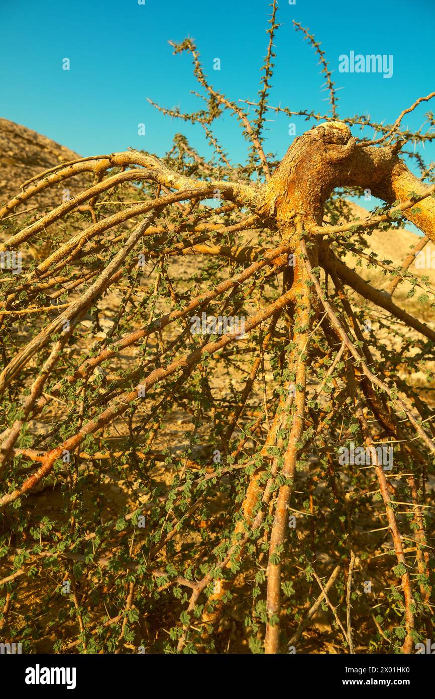 Acacia gerrardii in dry gravel-argillaceous red desert, hamada. Tree distorted by harsh living conditions. Emirate of Abu Dhabi Stock Photo