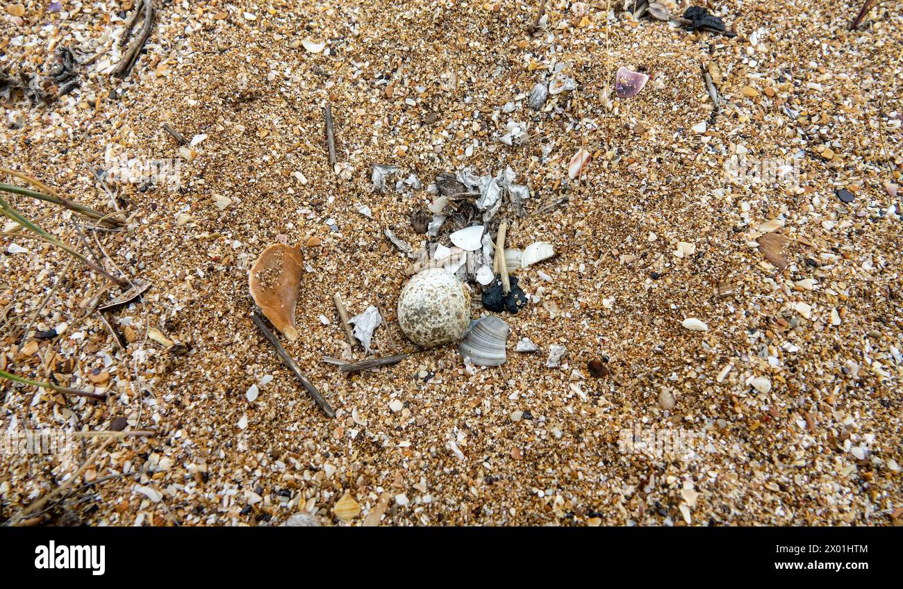 Little ringed plover (Charadrius dubius) nest (one egg, the beginning of clutch production) - a pit in the sand with shell fragments. Sand-shell dunes Stock Photo