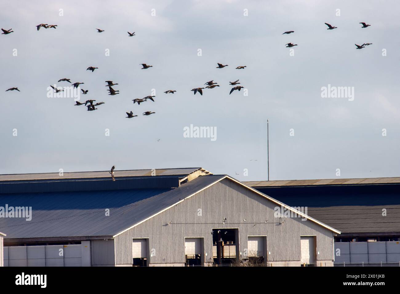 Wild geese overwinter on European agricultural lands and near livestock